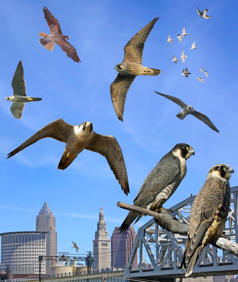 Peregrine Falcon 4